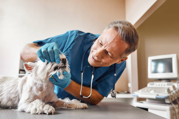 Best Urgent Dental Care  in Cresaptown, MD